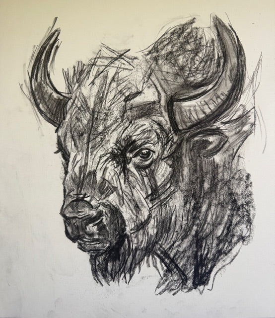 Bison